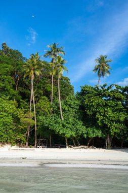 Waleakodi Adası, Togian takımadası, Endonezya 'daki Lia plajının beyaz kumlarının arkasındaki gür tropikal ormanın üzerinde uzun hindistan cevizi ağaçları yükselir.
