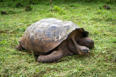 Bir Galapagos dev kaplumbağası, Ekvador Santa Cruz Adası 'nın yemyeşil çimlerinde yavaşça ilerler.