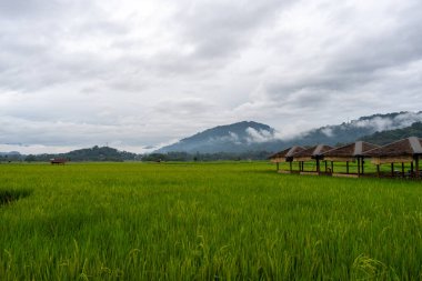 Lush rice fields stretch beneath misty green mountains in the heart of Toraja land, Sulawesi, Indonesia, under a dramatic cloudy sky
