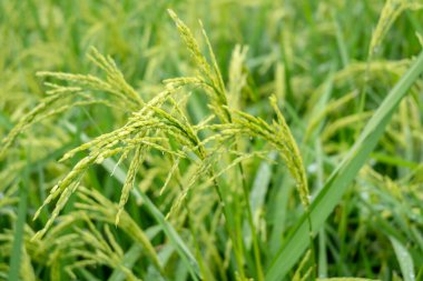 Bereketli tropikal büyüme mevsiminde Toraja, Sulawesi 'nin verimli tarlalarında yetişen yeşil pirinç bitkilerinin ayrıntılı görüntüsü