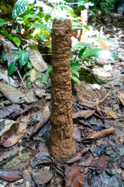 Ekvador Amazon Bölgesi 'nin bir parçası olan Cuyabeno Reserve' deki yemyeşil yemyeşil ile çevrili orman zemininden büyük bir termit tepeciği yükselir.