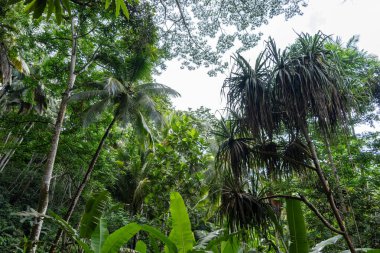 Hiva Oa, Marquesas Adaları, Fransız Polinezyası 'nda yoğun bir tropikal yağmur ormanı, yüksek palmiye ağaçları, yemyeşil yeşiller, muz bitkileri ve bulutlu bir gökyüzü altında egzotik bitki örtüsüyle doludur.