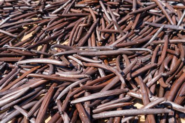 Tahiti 'den taze vanilya kapsülleri Tahaa Adası' nda güneşin altında kuruyor ve bu temel tropikal ürünün doğal işleyişini sergiliyor.