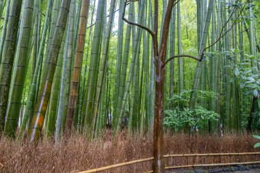 Uzun yeşil bambu sapları, Kamakura 'da yemyeşil bitki örtüsüyle çevrili huzurlu Hokoku-ji Tapınağı ormanında taş patikaların ve çitlerin yanında yükselir.