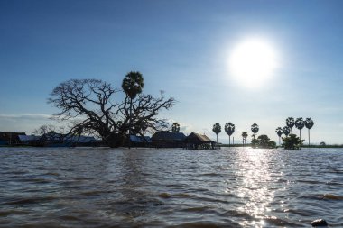 Bujis balıkçıları, Endonezya 'nın Sulawesi kentindeki Tempe Gölü' nde palmiye ağaçları ve sakin sularla çevrili geleneksel yüzen evlerde yaşıyorlar.