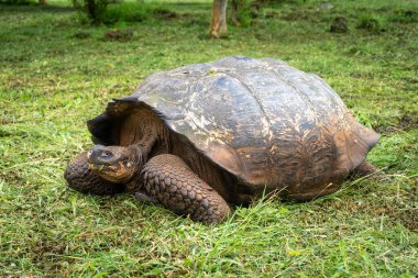 Bir Galapagos dev kaplumbağası, Ekvador Santa Cruz Adası 'nın yemyeşil çimlerinde yavaşça ilerler.