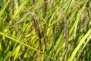 Bereketli tropikal büyüme mevsiminde Toraja, Sulawesi 'nin verimli tarlalarında yetişen yeşil pirinç bitkilerinin ayrıntılı görüntüsü