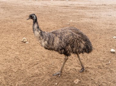Kahverengi tüylü bir devekuşu Avustralya 'daki Kanguru Adası' nda kuru ve tozlu bir zeminde duruyor. Uzun bacakları ve boynu etkileyici boyutunu vurguluyor.