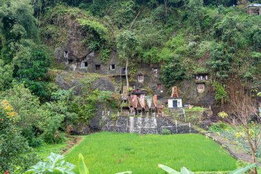 Lemo 'nun kayalıklarında oyulmuş mezarları ve Tau Tau heykelleri olan, Sulawesi' deki yemyeşil pirinç tarlalarıyla çevrili geleneksel bir mezarlık.
