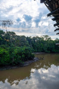 Bereketli yeşilliklerle çevrili Cuyabeno nehrinin huzurlu manzarası ve Ekvador 'daki Amazon yağmur ormanlarının barışçıl atmosferini yansıtıyor.