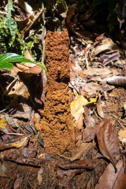 Ekvador Amazon Bölgesi 'nin bir parçası olan Cuyabeno Reserve' deki yemyeşil yemyeşil ile çevrili orman zemininden büyük bir termit tepeciği yükselir.