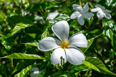 Fransız Polinezyası 'ndaki Tahaa Adası' nın yemyeşil yeşillikleri arasında adanın tropik cazibesini simgeleyen çarpıcı bir frangipani çiçeği açar.