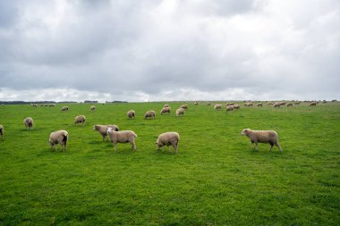Koyun, Avustralya 'nın Büyük Okyanus Yolu yakınlarındaki yemyeşil bir tarlada huzur içinde otlar. Bulutlu bir gökyüzünün altında güzel bir kırsal alan yaratır.