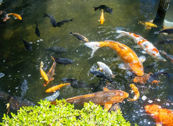 Onlarca koi sazanı canlı turuncu, beyaz, siyah ve altın Takayama 'daki Sakurayama Hachimangu Tapınağı' nda zarafetle yüzüyor. Japonya