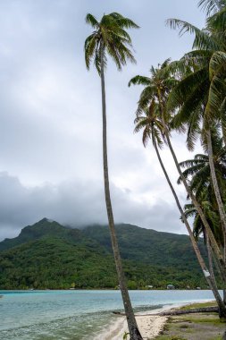 Huahine adasında sallanan palmiye ağaçları, berrak turkuaz suları, mercan parçaları ve bulutlu bir gökyüzü olan sakin bir plaj tropikal bir cennet yaratıyor.