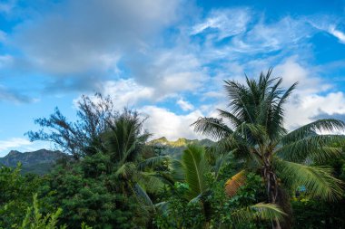 Marquesas Adaları 'ndaki Nuku Hiva' nın yemyeşil tropikal manzarası Hindistan cevizi ağaçları, yoğun bitki örtüsü ve dağınık bulutlu parlak mavi gökyüzünün altındaki uzak dağları içerir. Fransız Polinezyası