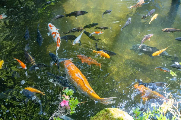 Onlarca koi sazanı canlı turuncu, beyaz, siyah ve altın Takayama 'daki Sakurayama Hachimangu Tapınağı' nda zarafetle yüzüyor. Japonya