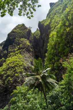 Hakaui Vadisi, Nuku Hiva, Marquesas Adaları, Fransız Polinezyası 'nda yemyeşil bir orman yolu. Bazalt kayalıkları ve yoğun bitki örtüsü Vaipo şelalesine giden yolu çevreledi.