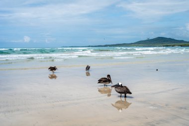 Kumsalda kahverengi pelikanlar, okyanus ve arka planda dalgalar, Galapagos Takımadası, Ekvador 'daki Isabela Adası' nda