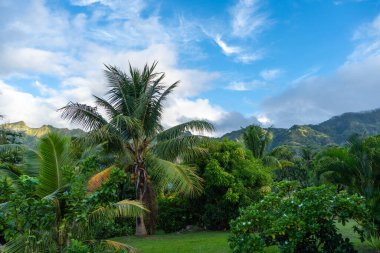Marquesas Adaları 'ndaki Nuku Hiva' nın yemyeşil tropikal manzarası Hindistan cevizi ağaçları, yoğun bitki örtüsü ve dağınık bulutlu parlak mavi gökyüzünün altındaki uzak dağları içerir. Fransız Polinezyası