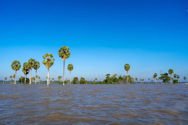 Güney Sulawesi, Endonezya 'daki Tempe Gölü' nün sakin sularından yükselen uzun Borassus palmiyeleri berrak mavi bir tropikal gökyüzü altında