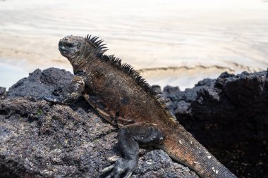 Bir deniz iguanası Puerto Villamil, Isabela Adası, Galapagos, Ekvador 'daki volkanik kayaların üzerinde dinlenir.