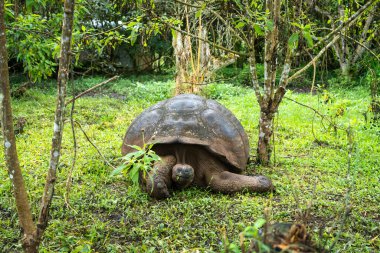 Bir Galapagos dev kaplumbağası, Ekvador Santa Cruz Adası 'nın yemyeşil çimlerinde yavaşça ilerler.