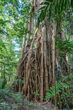 Büyük bir boğucu incir, karmaşık köklerini ve gövdesini Tentena, Sulawesi, Endonezya yakınlarındaki yemyeşil tropikal yağmur ormanlarına yayar.