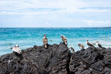 Galapagos, Isabela Adası 'ndaki berrak mavi sulara bakan, volkanik kayaların üzerine tünemiş bir pelikan ve mavi ayaklı sümsük kuşu.
