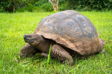 Bir Galapagos dev kaplumbağası, Ekvador Santa Cruz Adası 'nın yemyeşil çimlerinde yavaşça ilerler.