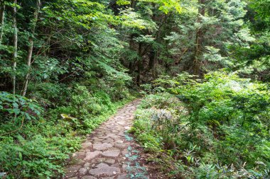 Kiso Vadisi 'nde Magome ve Tsumago arasındaki Nakasendo yürüyüş yolu boyunca uzanan verimli bir orman yolu.