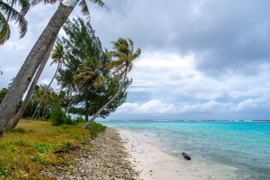 Huahine adasında sallanan palmiye ağaçları, berrak turkuaz suları, mercan parçaları ve bulutlu bir gökyüzü olan sakin bir plaj tropikal bir cennet yaratıyor.