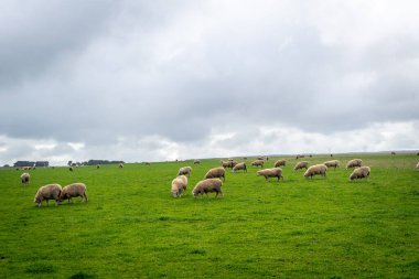Koyun, Avustralya 'nın Büyük Okyanus Yolu yakınlarındaki yemyeşil bir tarlada huzur içinde otlar. Bulutlu bir gökyüzünün altında güzel bir kırsal alan yaratır.