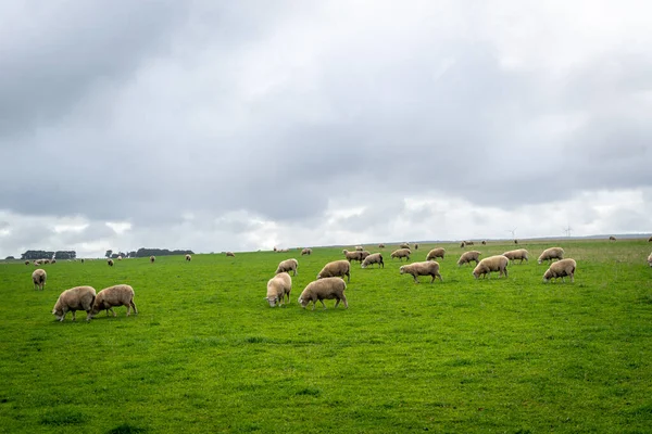 Koyun, Avustralya 'nın Büyük Okyanus Yolu yakınlarındaki yemyeşil bir tarlada huzur içinde otlar. Bulutlu bir gökyüzünün altında güzel bir kırsal alan yaratır.