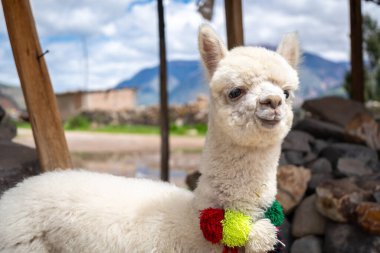 Peru 'nun dağlık bölgelerinde güzel bir dağ manzarasıyla çevrili renkli ponponlarla süslenmiş şirin, genç beyaz bir alpaka.