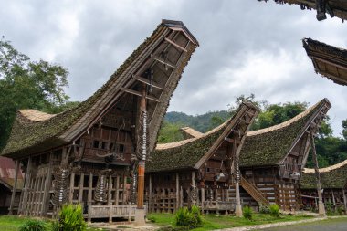 Bufalo boynuzlarıyla süslenmiş Tongkonan evleri Sulawesi, Endonezya 'daki Toraja halkının atalarının geleneklerini ve kültürel zenginliklerini temsil ediyor.