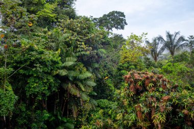 Ekvador 'daki Amazon yağmur ormanlarının zengin bir bölümü olan Cuyabeno Rezervi' nin ağaçlarında yuva yapan bir kuş kümesi vahşi yaşam ve doğal güzellikleri gözler önüne seriyor.