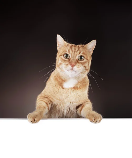 Cat hanging on a blank white board. — Stock Photo, Image