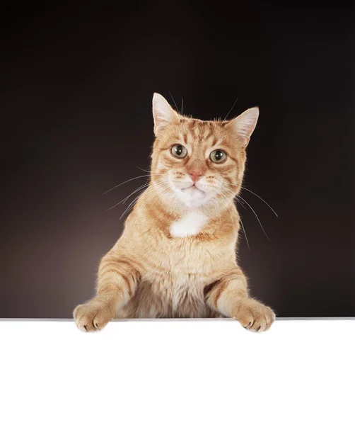 Gato colgando en una pizarra blanca en blanco . —  Fotos de Stock