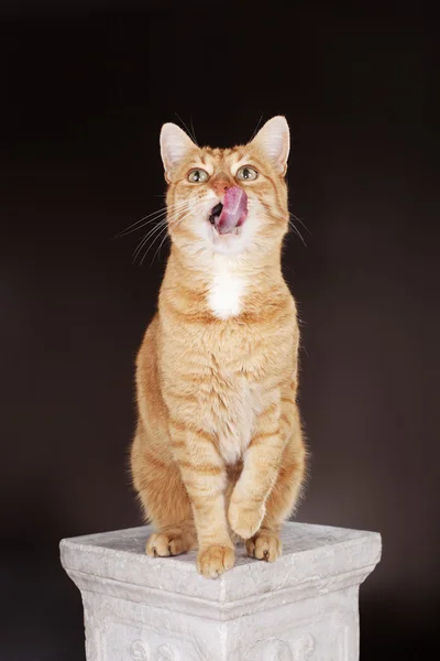 Gato lamiendo sus labios . —  Fotos de Stock