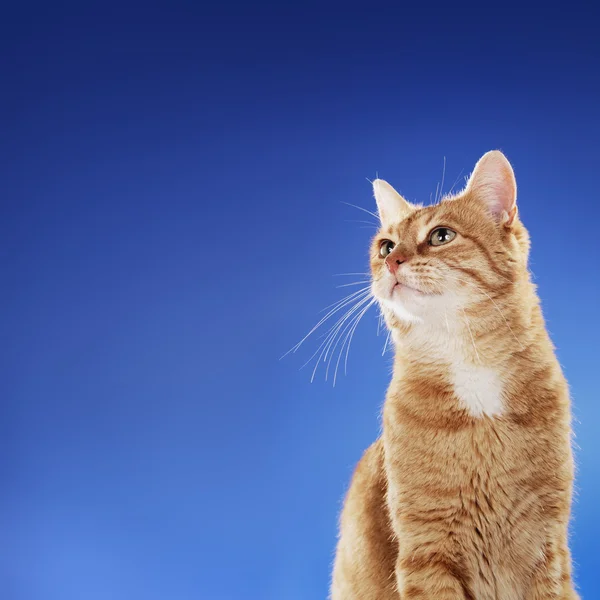 Ginger Cat — Stock Photo, Image