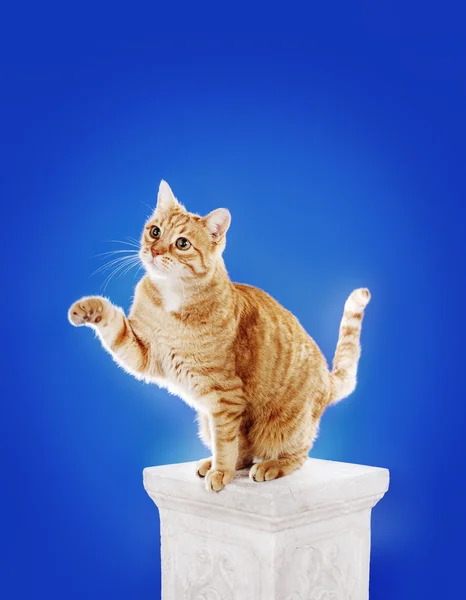 Ginger cat sitting on a column — Stock Photo, Image