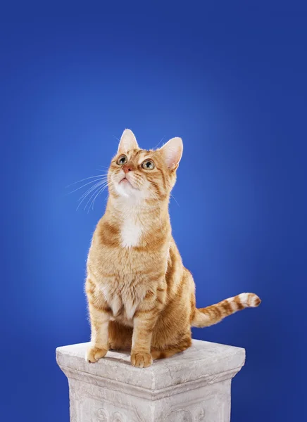 Ginger Cat — Stock Photo, Image