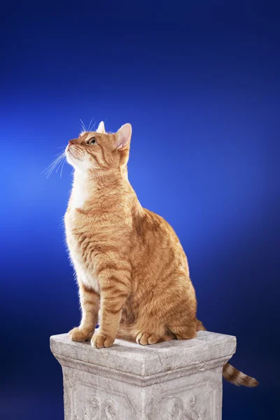 Ginger Cat — Stock Photo, Image