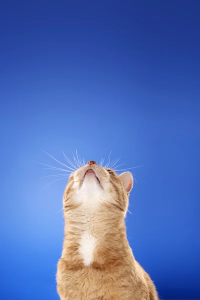 Gato mirando hacia arriba . —  Fotos de Stock