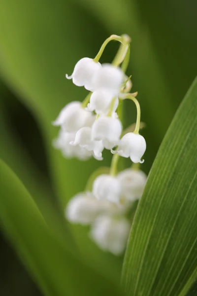 Lily z údolí — Stock fotografie