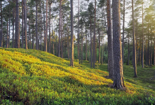 Foresta di pino nordico — Foto Stock