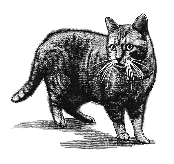 Kot grawerowane ilustracja — Zdjęcie stockowe