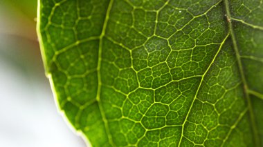 Yaprak dokusu