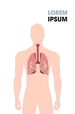 İnsan yemek borusu nefes borusu ciğerler iç organlar solunum sistemi tıbbi poster portresi düz dikey fotokopi alanı